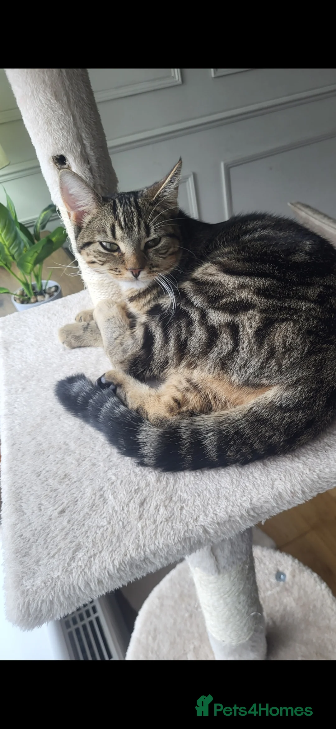 Mixed Breed cats for sale: Brother and sister - Advert 2