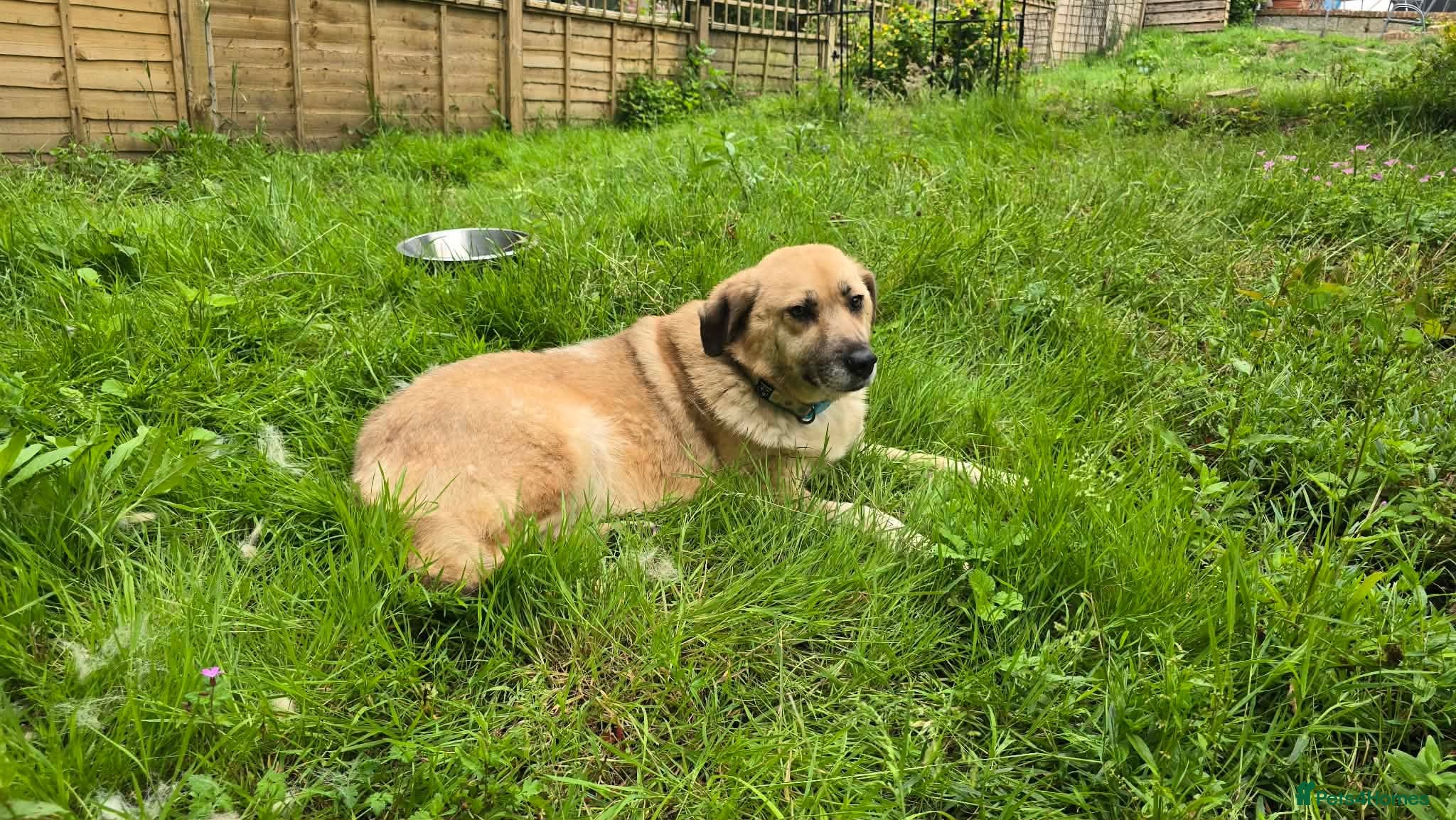 Mixed Breed dogs Jhoana for adoption - Advert 8