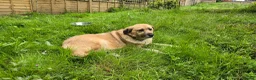 Mixed Breed dogs for adoption: Jhoana for adoption in Hastings - Advert 1