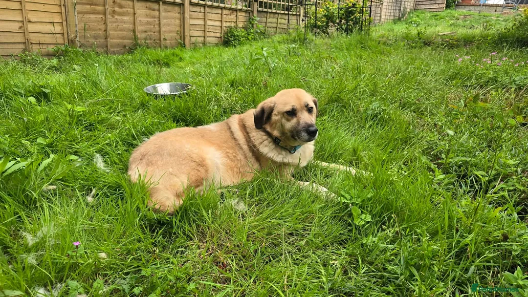Mixed Breed dogs for adoption: Jhoana for adoption in Hastings - Advert 1