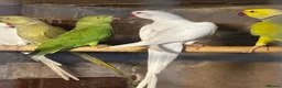 Mixed Breed birds for sale: Birds for sale *read description*  - Advert 13