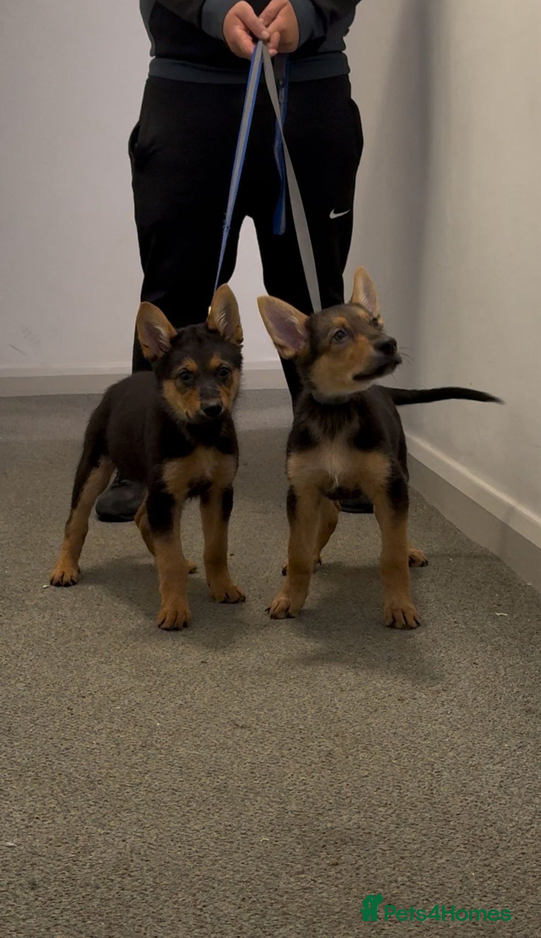 German Shepherd dogs for sale: Exceptional German Shepherd Girls  - Advert 12