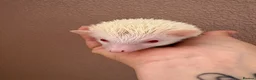 Pygmy Hedgehog rodents for sale: Baby Pygmy hedgehogs for sale ready to leave  - Advert 2