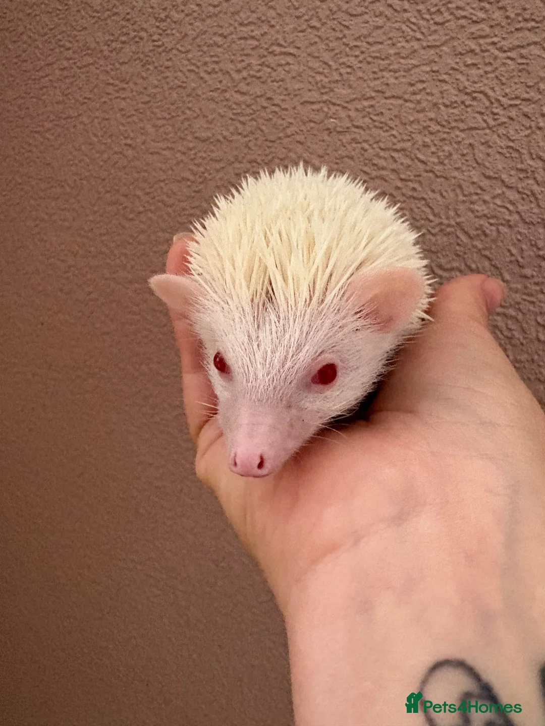 Pygmy Hedgehog rodents for sale: Baby Pygmy hedgehogs for sale ready to leave  - Advert 2
