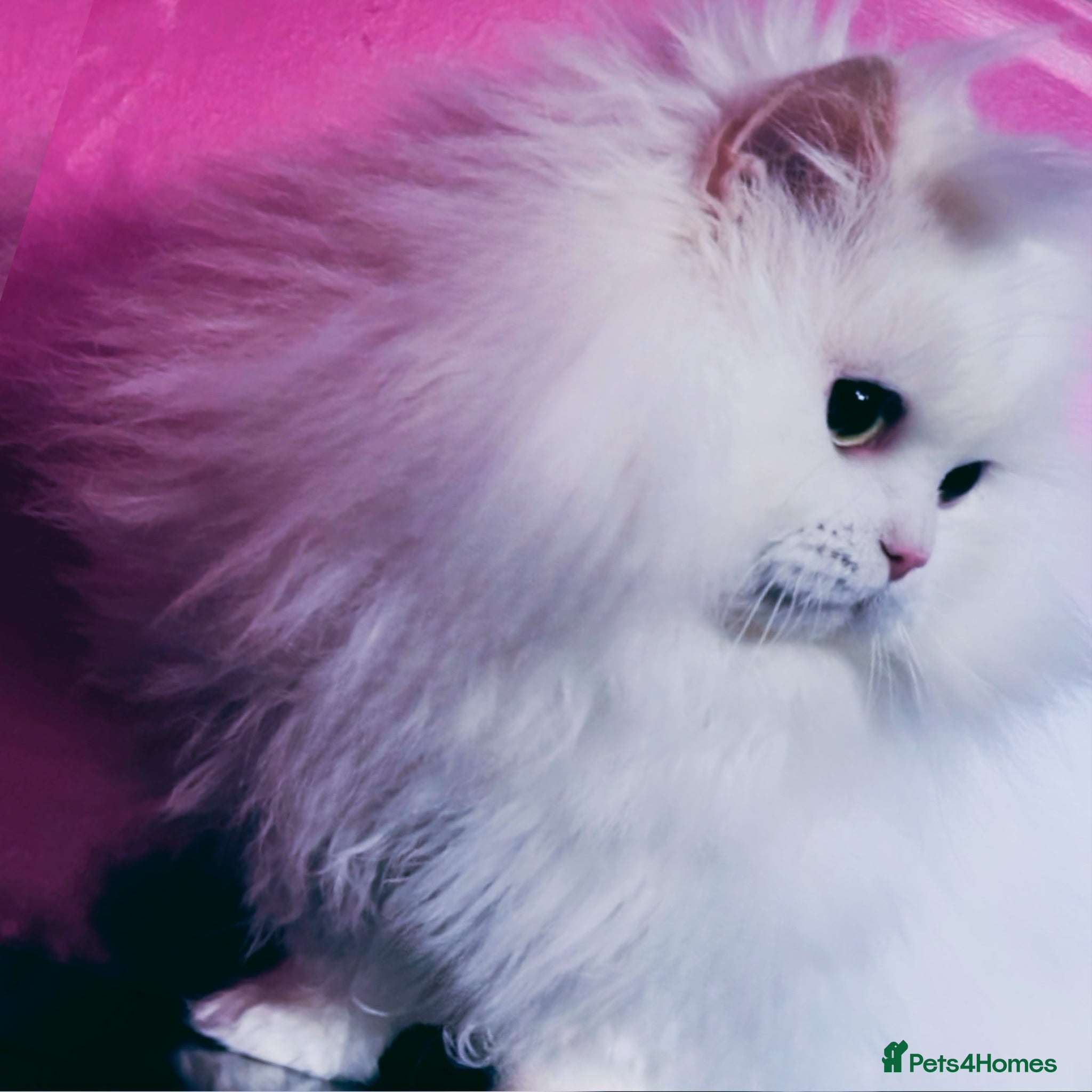 Munchkin cats White Stud Minuet / Hobby Breeding set up for Sale - Advert 11