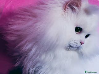 Munchkin cats White Stud Minuet / Hobby Breeding set up for Sale - Advert 11