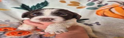 English Springer Spaniel dogs for sale: Beautiful English Springer spaniel pups - Advert 21