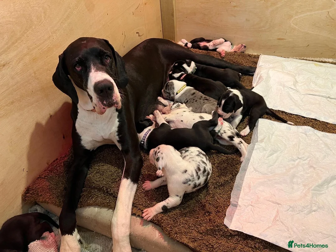 Great Dane dogs for sale: Championship Great Dane Pups  - Advert 1