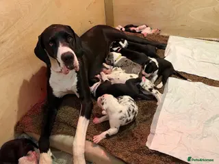 Great Dane dogs Championship Great Dane Pups - Advert 10