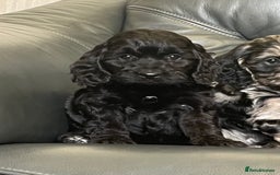 Cockapoo dogs for sale: Beautiful F1 Cockapoo puppies  - Image 2