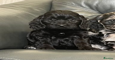 Cockapoo dogs - Advert 12