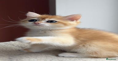 British Shorthair cats - Advert 15