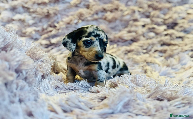 Miniature Dachshund dogs - Advert 3