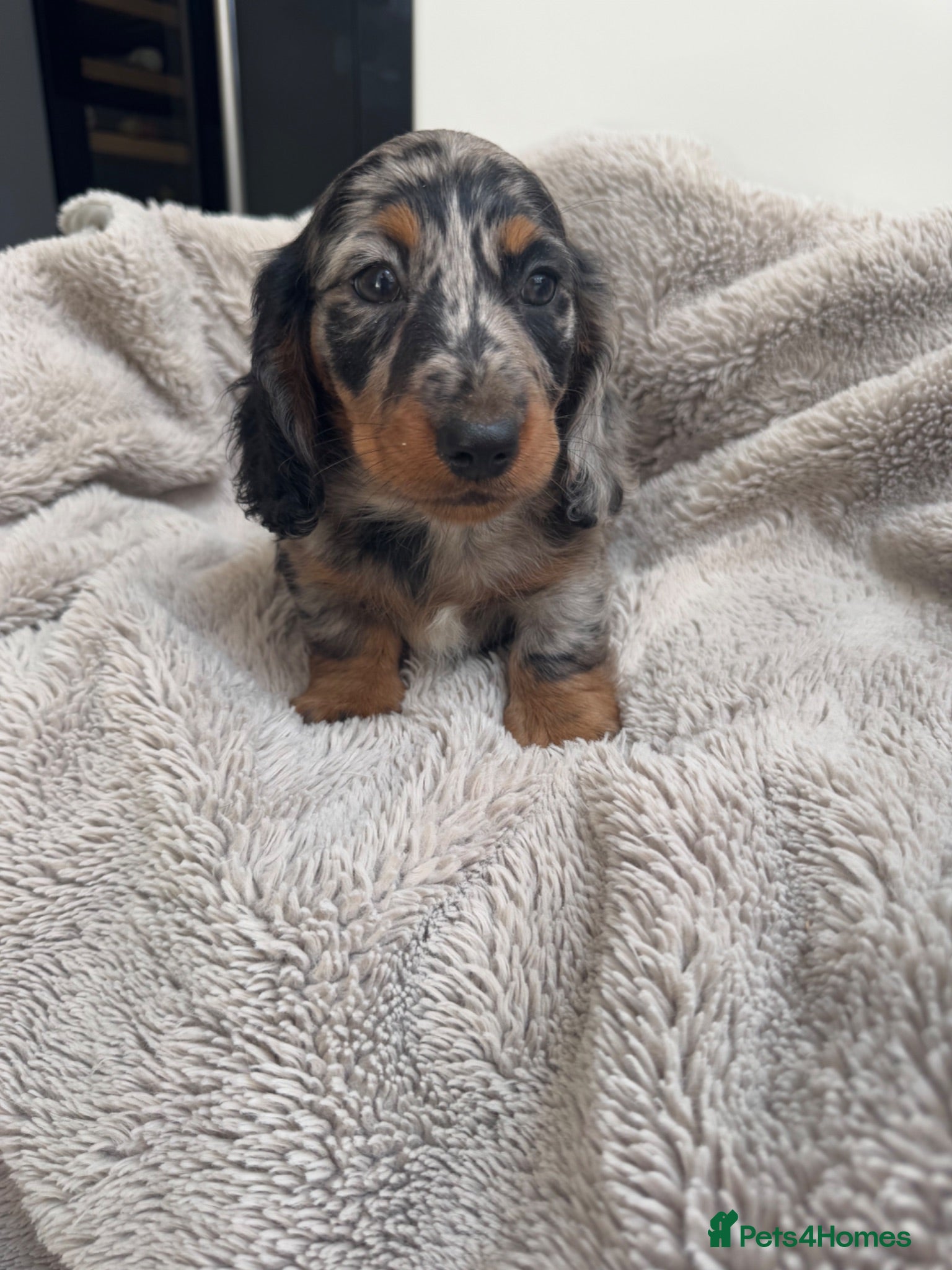 Miniature Dachshund dogs Miniature dachshund  - Advert 15