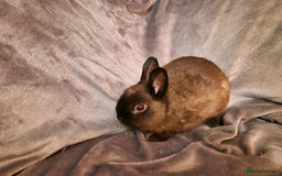 Netherland Dwarf rabbits for sale: Cute little netherland dwarf boys  - Image 7