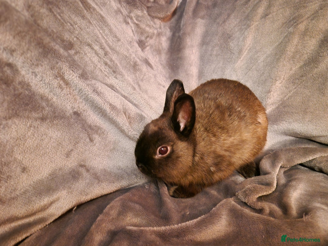 Netherland Dwarf rabbits for sale: Cute little netherland dwarf boys  - Image 7