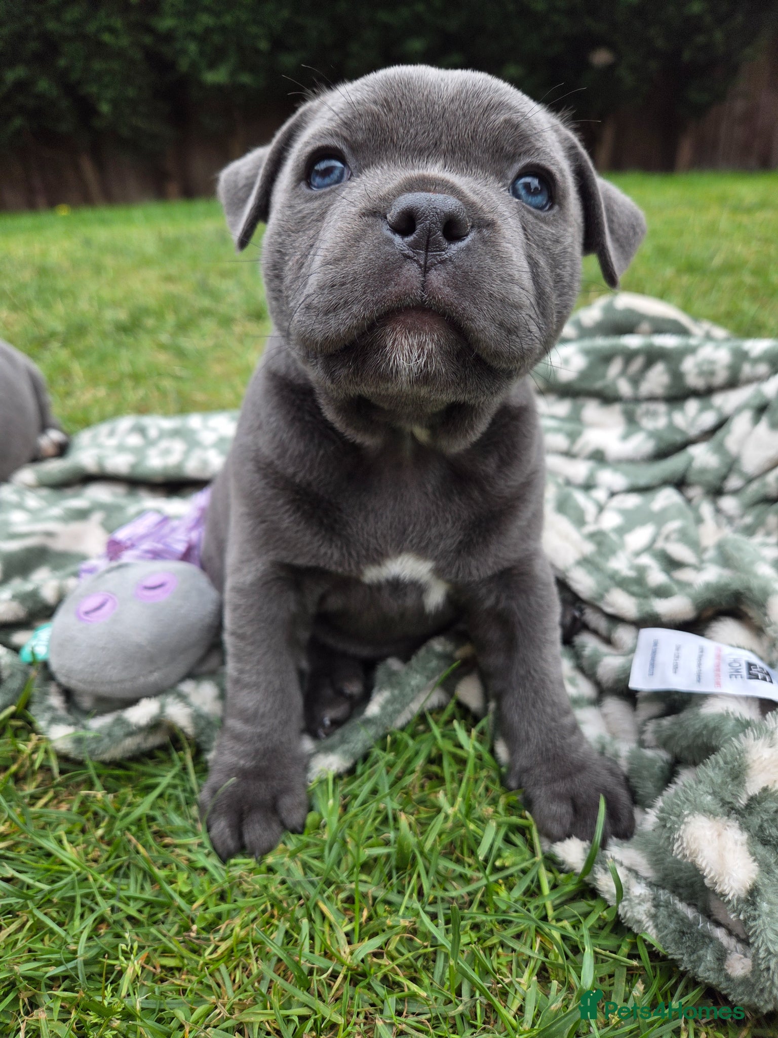 Staffordshire Bull Terrier dogs LAST KC Staffordshire Bull Terrier  - Advert 12