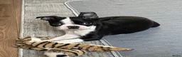 Boston Terrier dogs for sale: Boston Terrier KC Reg 1 Girl ready to go 1950  - Advert 16