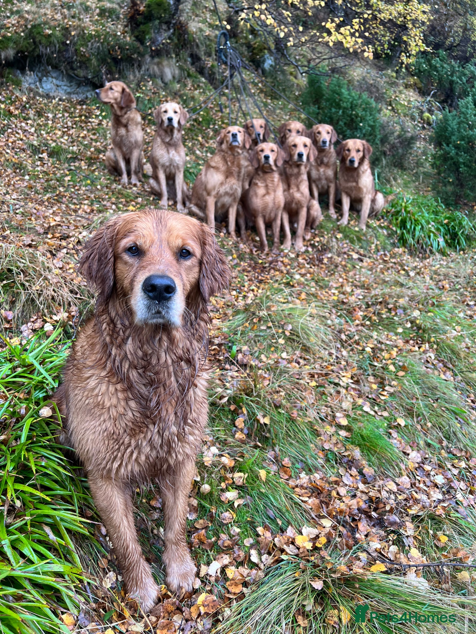 Golden Retriever dogs for sale: Tundra Retriever KC Fox Red Golden Retriever Pups - Advert 14