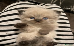 Persian cats for sale: Please read Pure male Persian kittens for sale  - Image 3