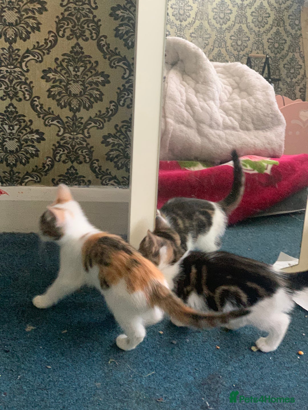 British Shorthair cats for sale: 3 Kitten ready to leave today  - Advert 11