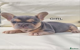 French Bulldog dogs for stud: KC registered fluffy carrier frenchie stud in Dudley - Image 8