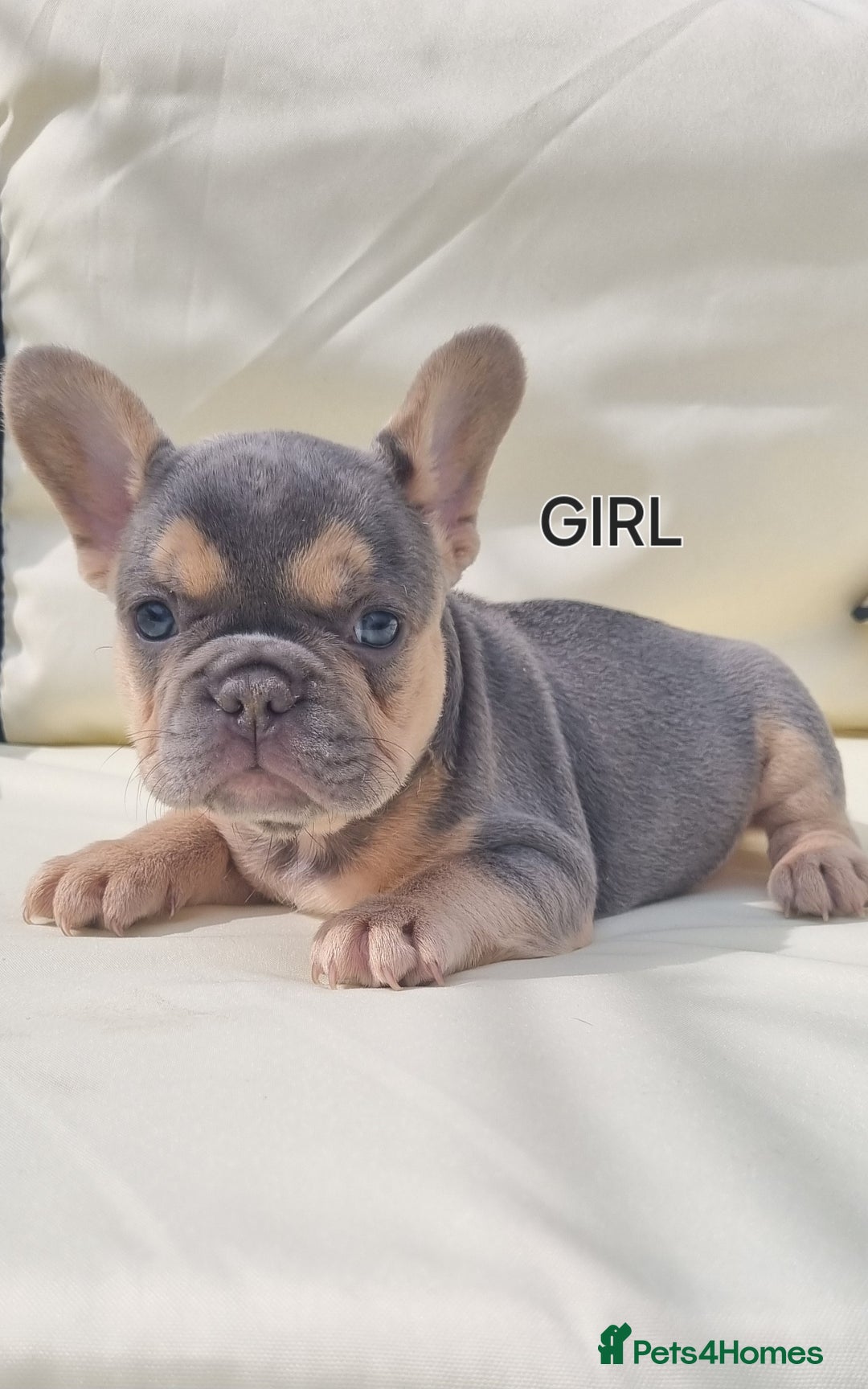 French Bulldog dogs for stud: KC registered fluffy carrier frenchie stud in Dudley - Image 8