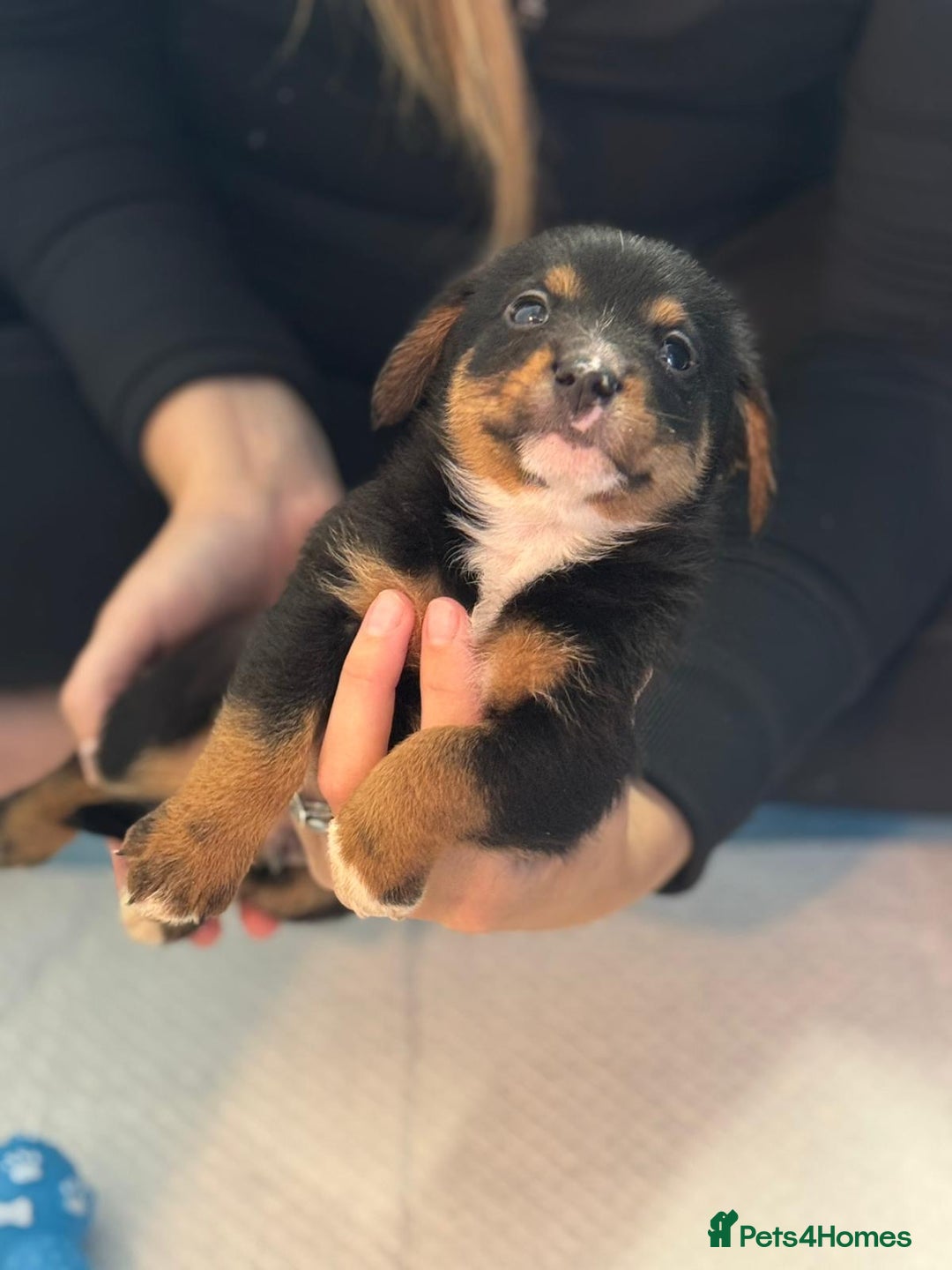 Mixed Breed dogs for sale: Jack Russell X Pomeranian Puppy’s for sale   - Image 5
