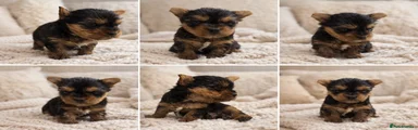 Yorkshire Terrier Puppy 1
