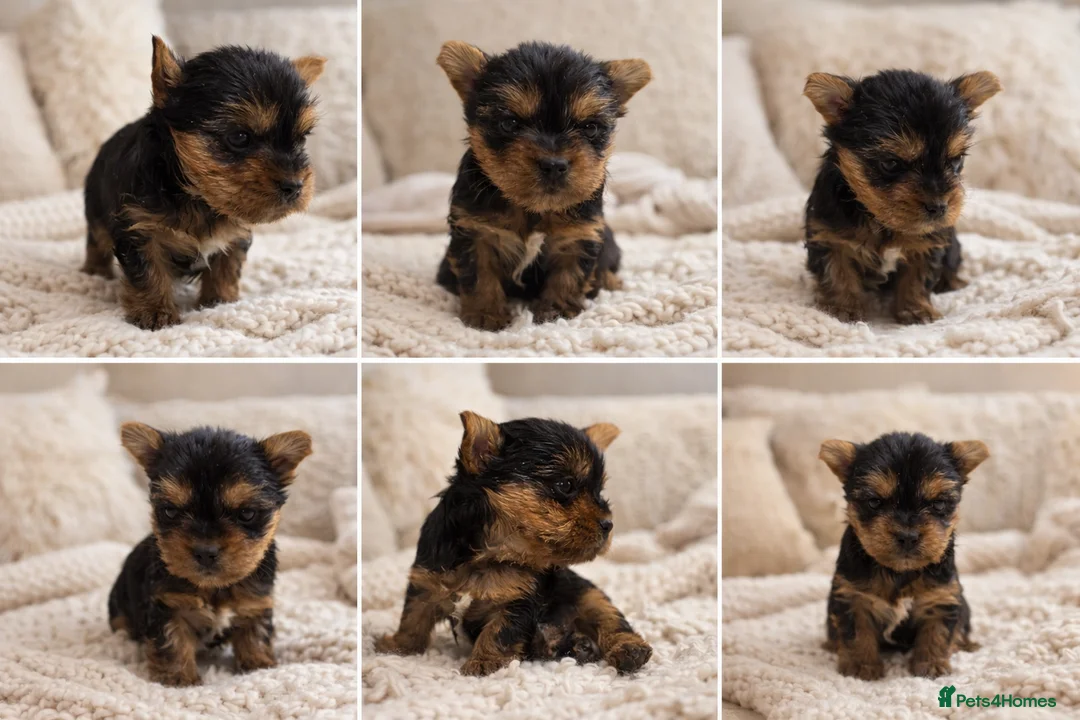 Yorkshire Terrier dogs for sale: YORKIE PUPPIES - Advert 18
