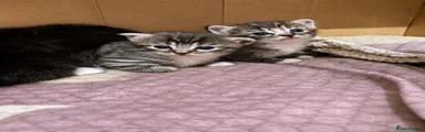 Tabby girl 2