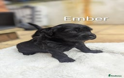 Mixed Breed dogs for sale: 4 girls available end of October  - Image 2