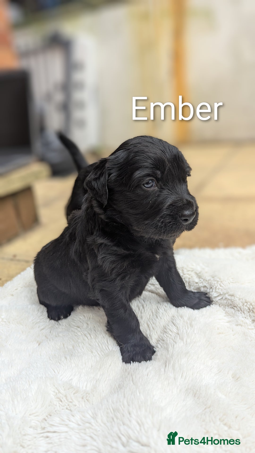 Mixed Breed dogs for sale: 4 girls available end of October  - Image 2