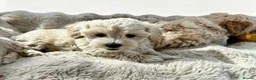 Maltipoo dogs for sale: Maltipoo puppys  - Advert 26