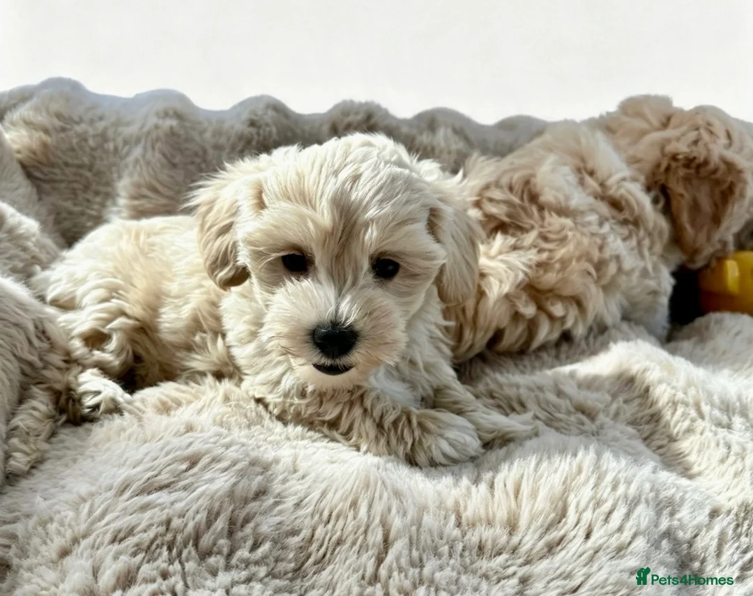Maltipoo dogs for sale: Maltipoo puppys  - Advert 26