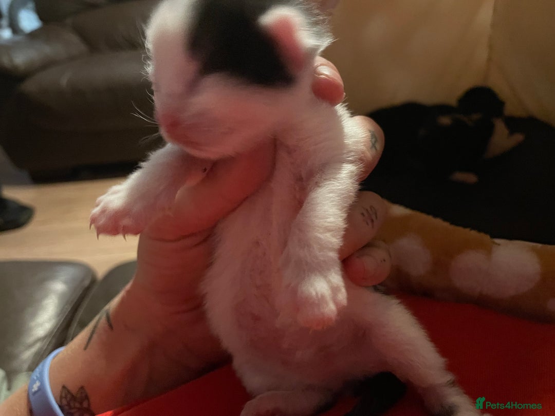 Mixed Breed cats for sale: Beautiful kittens  - Advert 14