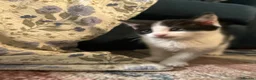 Domestic Shorthair cats for sale: Stunning litter off kittens - Advert 19