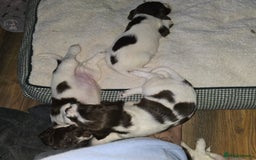 English Springer Spaniel dogs for sale: Stunning Pedigree Registered Pups - Image 32