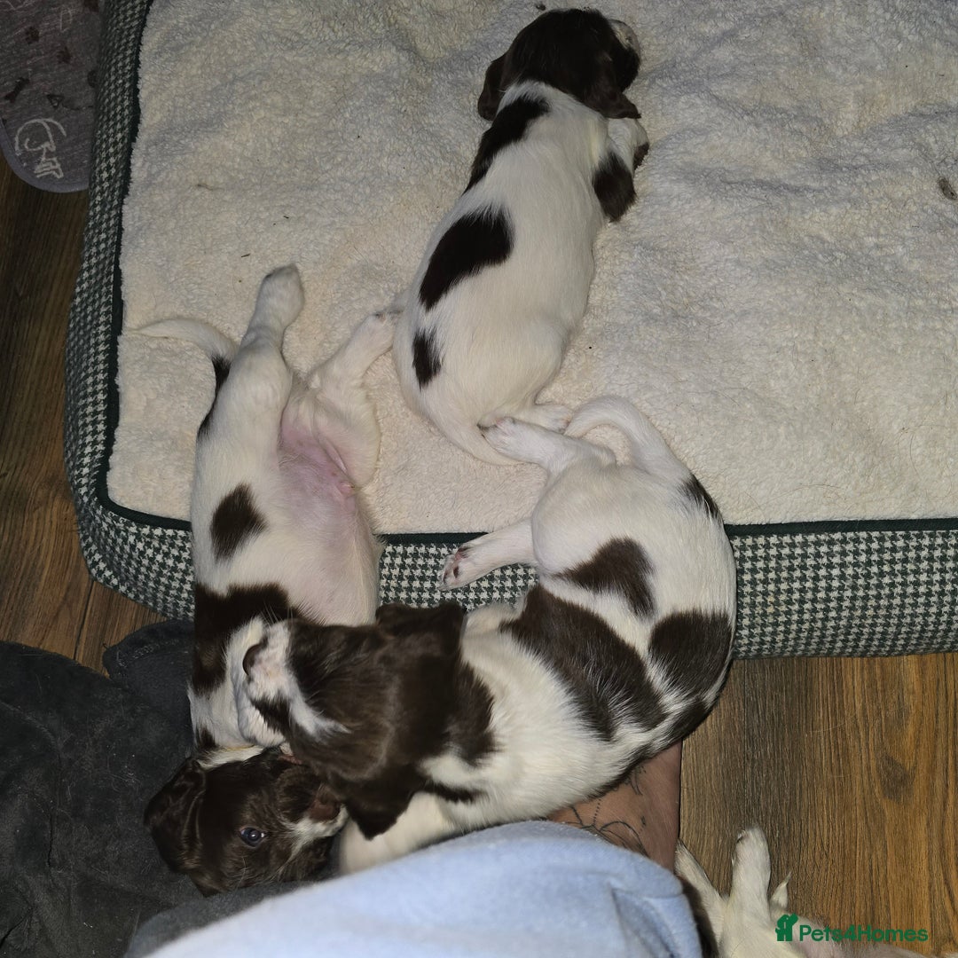 English Springer Spaniel dogs for sale: Stunning Pedigree Registered Pups - Image 32