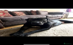 Boerboel dogs for stud: Pure Boerboel up for stud - Image 9