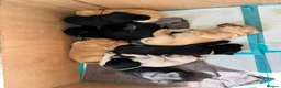Labrador Retriever dogs for sale: 2 gorgeous black boys available  - Advert 14