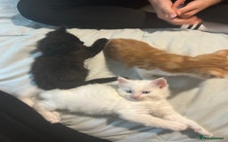 Ragdoll cats for sale: ragdoll x tabby  - Image 2