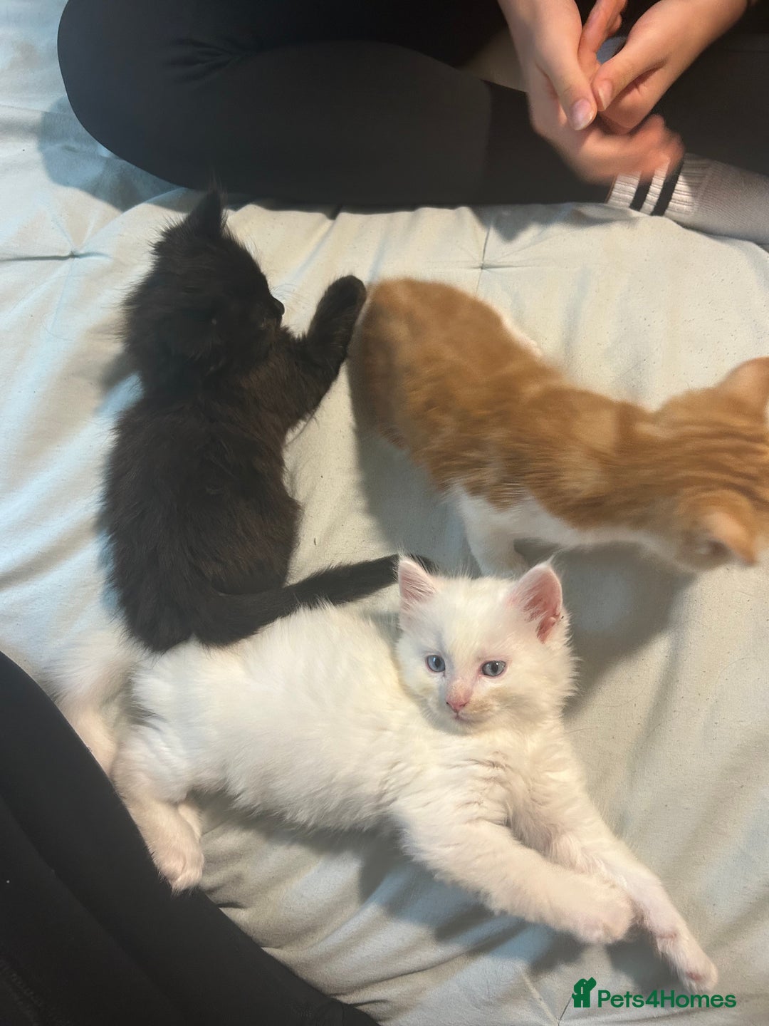 Ragdoll cats for sale: ragdoll x tabby  - Image 2