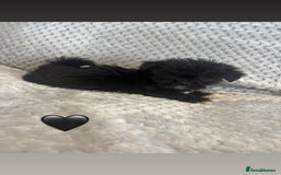 Lhasa Apso dogs for sale: Beautiful Lhasa Apso  - Image 10