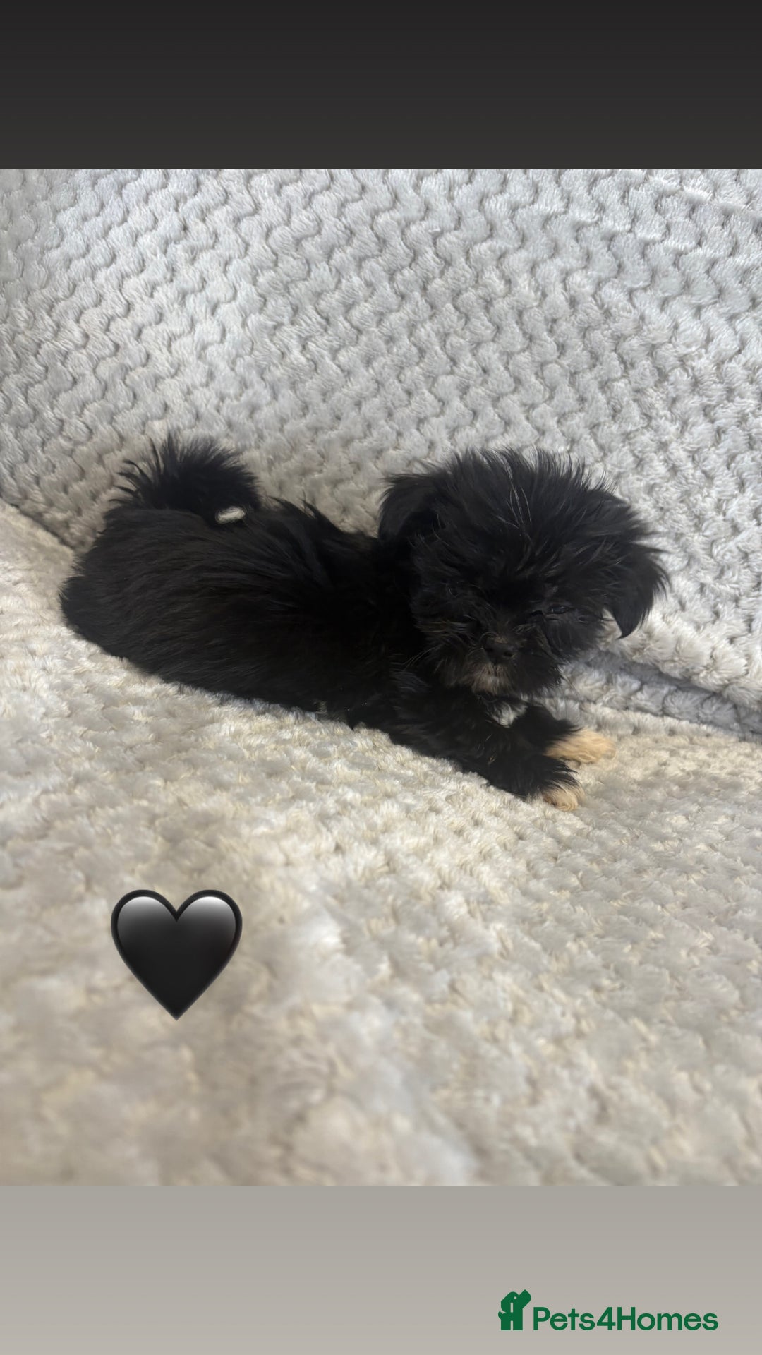 Lhasa Apso dogs for sale: Beautiful Lhasa Apso  - Image 10