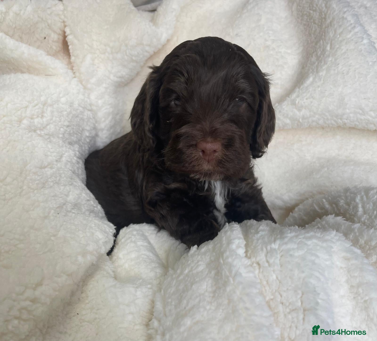 Cockapoo dogs Cockapoo puppies  - Advert 2