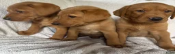 Labrador Retriever dogs for sale: Fox red Labrador - Advert 3