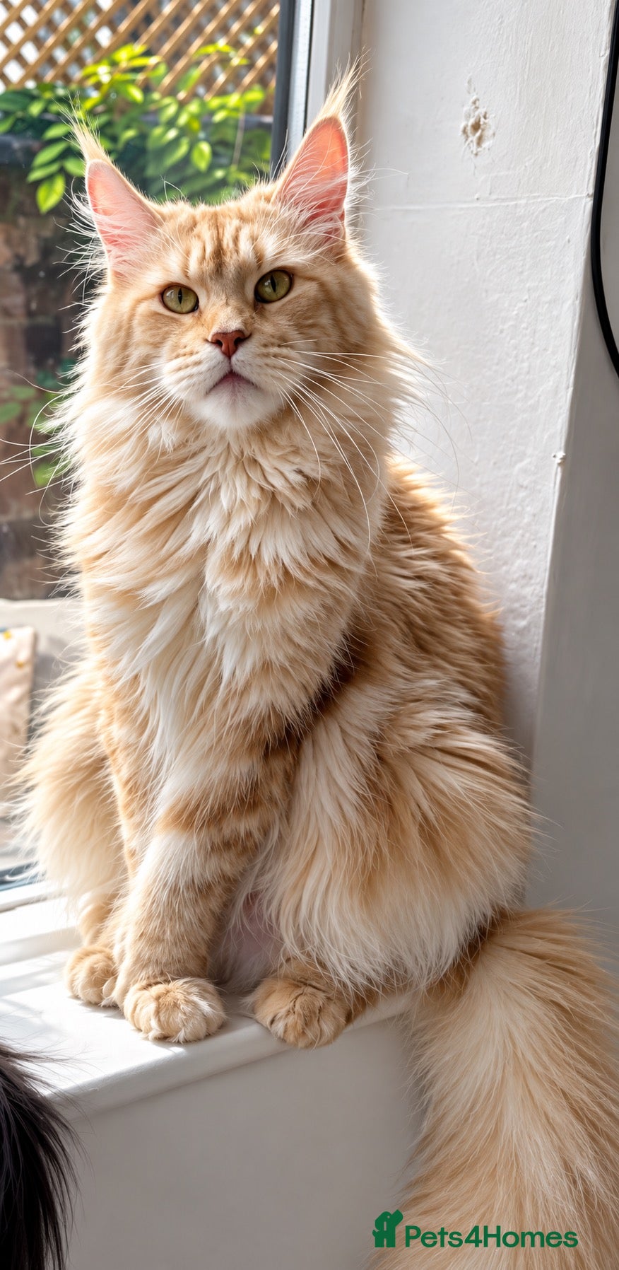 Maine Coon cats for sale: 🌸🐾 STUNNING CREAM TABBY MAINE COON PRINCESS 🐾🌸 - Advert 6