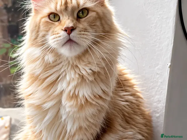 Maine Coon cats for sale: 🌸🐾 STUNNING CREAM TABBY MAINE COON PRINCESS 🐾🌸 - Advert 6