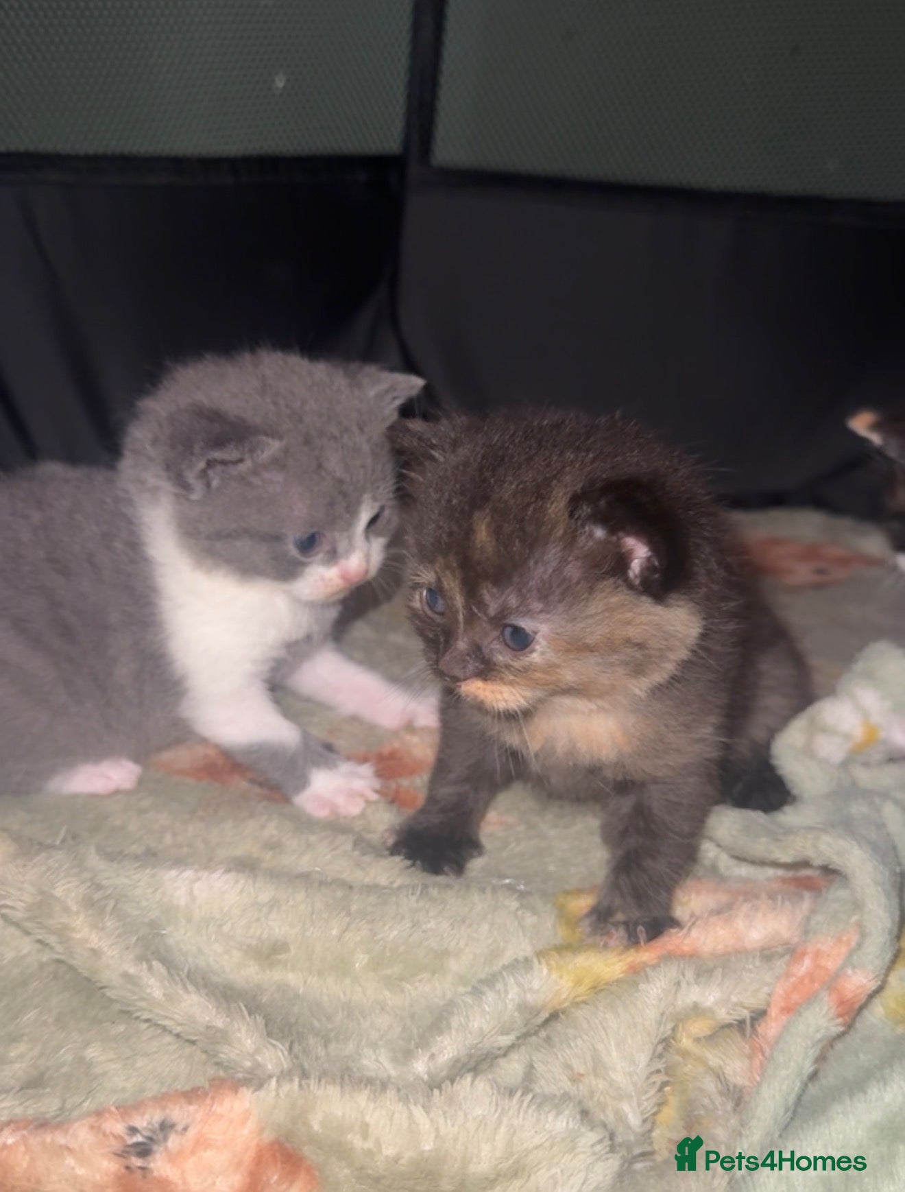 British Shorthair cats British short hair kittens - Advert 5